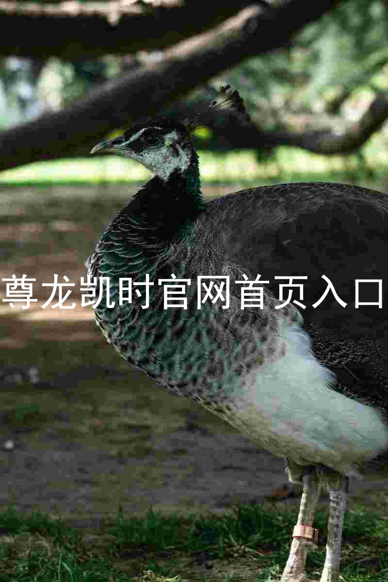 尊龙凯时官网首页入口
